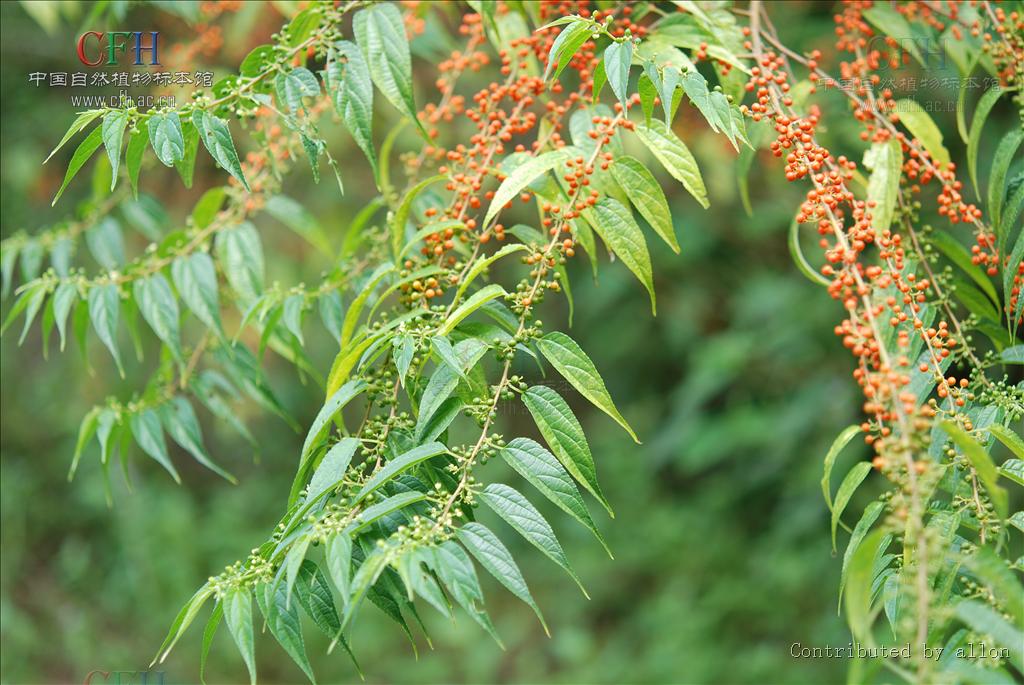 Trema angustifolia